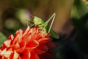Green Grasshopper on Red Flower during Daytime