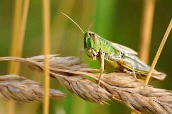 Green Grasshopper on Wheat