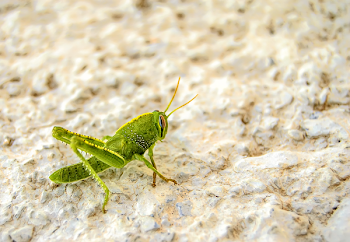 Green Grasshopper on White Surface