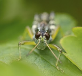 Green grasshopper. Original public domain | Free Photo - rawpixel