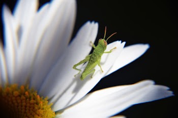 Green Grasshopper Perched on White Daisy Flower