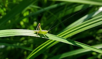 Green Grasshopper Perching on the Green Leaf Plant