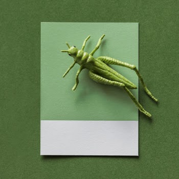 Green Grasshopper Toy