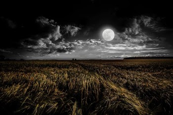 green grassland during night time