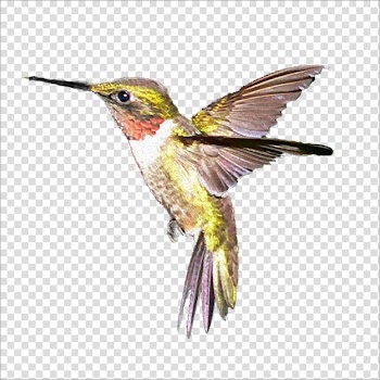 Green, gray, and orange hummingbird illustration, Hummingbird, Birds transparent background PNG clipart