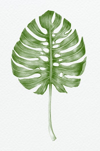 Green hand colored  monstera leaf  illustration | Free  illustration - 2341553