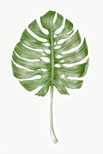 Green hand colored monstera leaf sticker overlay with white border | Free  transparent png - 2341556