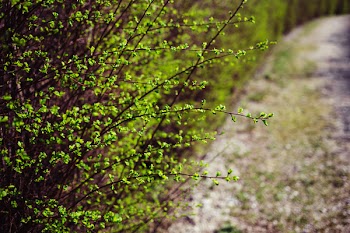 Green hedge