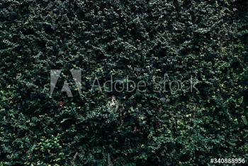 Green hedge background