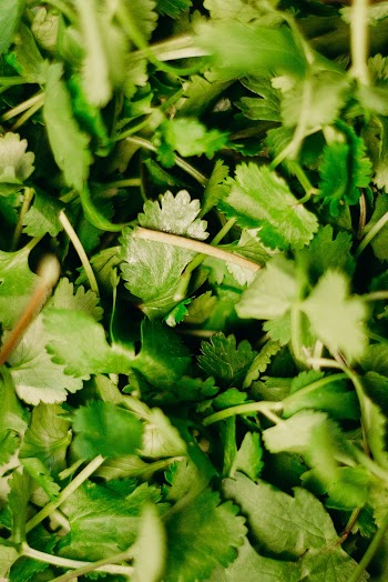 Green Herbs