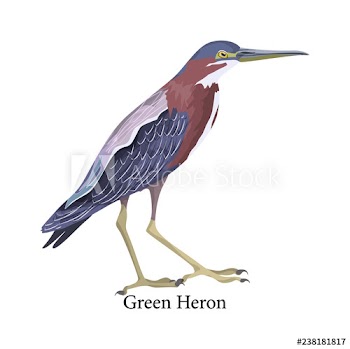 Green heron