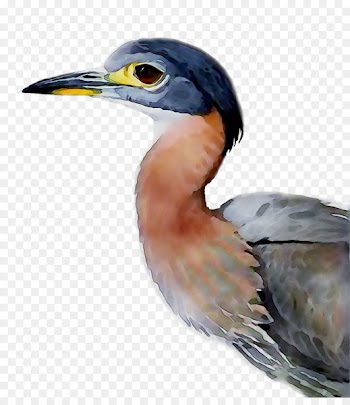 Green heron African Night Heron by Louis Agassiz Fuertes Buyenlarge Hornbill -  