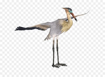 Green heron Crane Bird Great blue heron - crane 