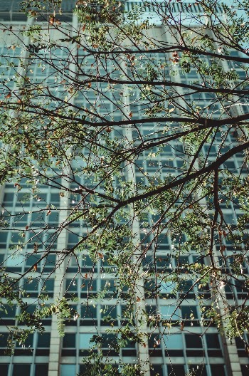 Green High-rise Building Near Green Tree
