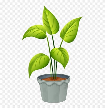 Green Home Plant - Flowering Plant And Non Flowering Plant