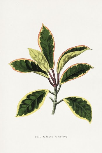 Green Hoya Carnosa Variegata leaf | Free Photo Illustration - rawpixel