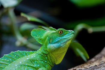 green iguana