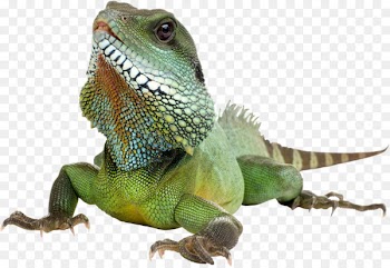 Green iguana Lizard Reptile - Iguana Transparent Background 