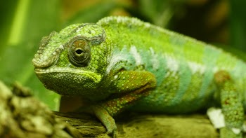 Green Iguana on Wooden Trunk