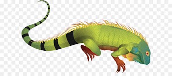 Green Iguana, Reptile, Lizard, Animal Figure PNG