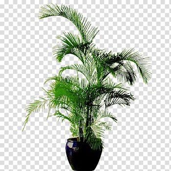 Green indoor plant in blue ceramic plant pot, Flowerpot Bonsai , Green flower pot transparent background PNG clipart