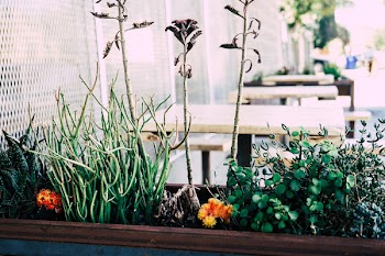 Green Indoor Plants