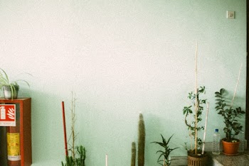 Green indoor Plants