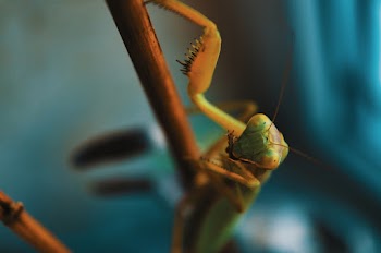 Green Insect