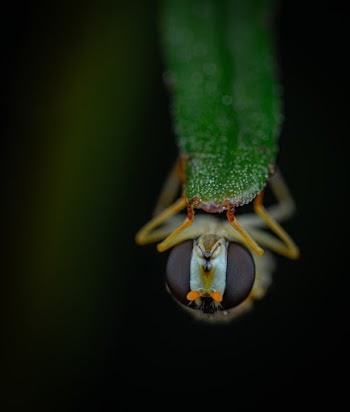 Green Insect