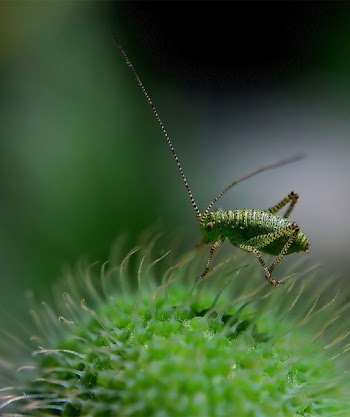 Green Insect