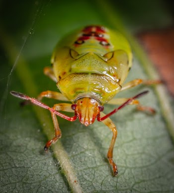 Green Insect