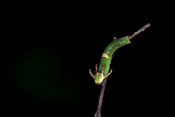 Green Insect on Branch