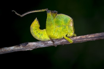 Green Insect on Brown Stick