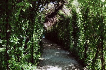 Green ivy alley