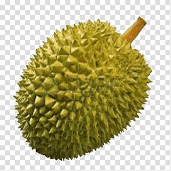 Green jack fruit, Thai cuisine Durio zibethinus Fruit , Durian transparent background PNG clipart