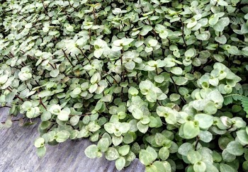 Green Jade Plant Lot