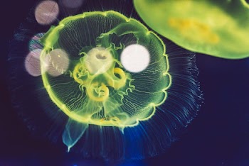 Green Jellyfish