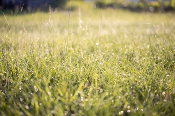 Green Lawn