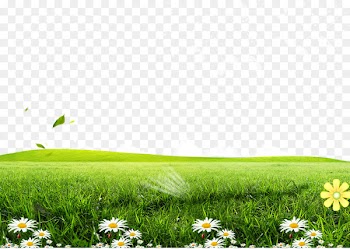 Green Lawn Poster Wallpaper - Posters flowers grass background 
