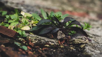 Green Lead Plant