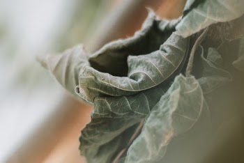 Green Leaf