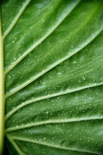Green Leaf