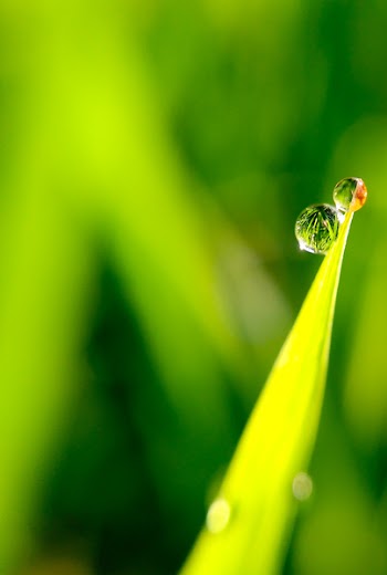 Green Leaf