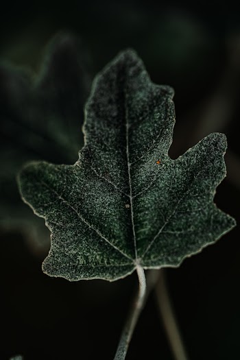 Green Leaf