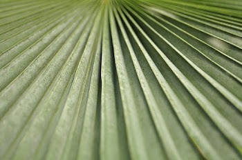 Green Leaf