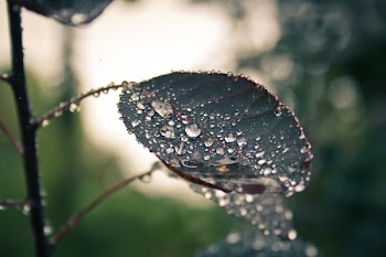 Green Leaf