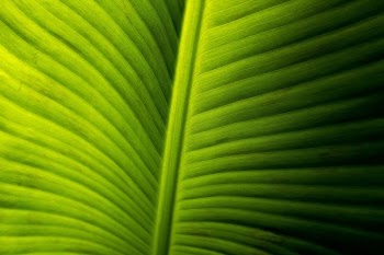green leaf