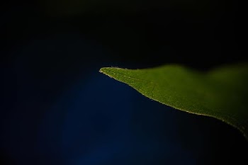 green leaf