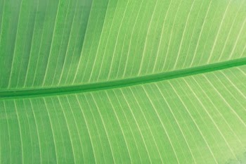 green leaf