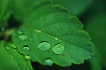 Green Leaf